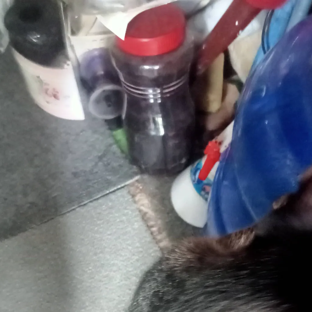 chat with ai character: you like my cat?:)