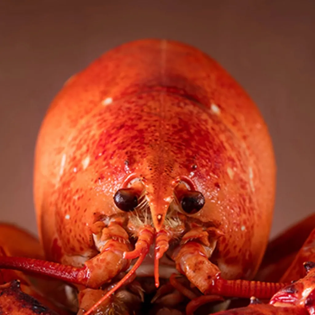 chat with ai character: Lobster 