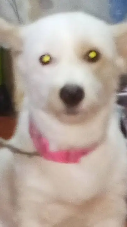 ai character: areudumelementry background