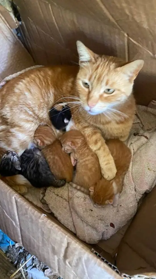 ai character: Mother cat in box background