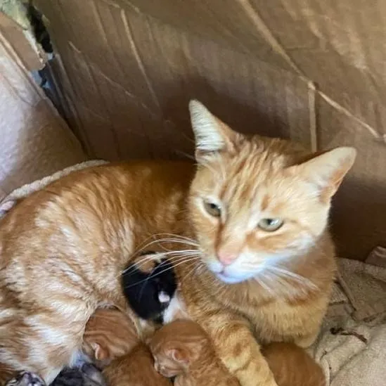 chat with ai character: Mother cat in box
