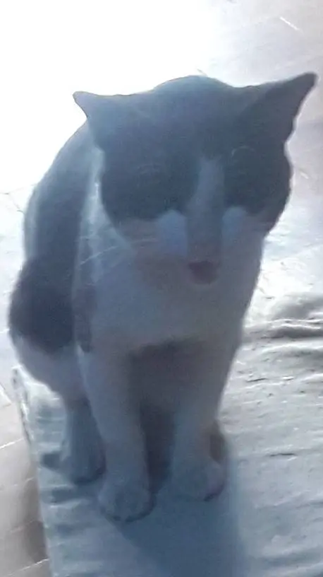 ai character: Stray cat! background