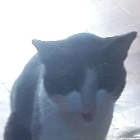 chat with ai character: Stray cat!