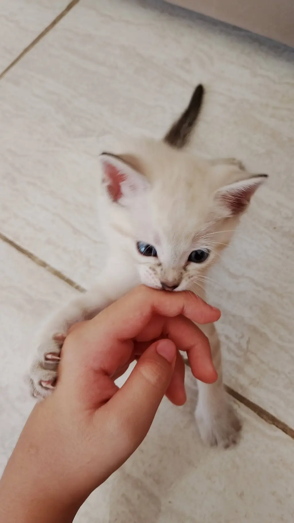 ai character: princesa background