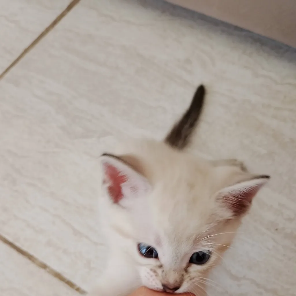 chat with ai character: princesa