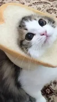 ai character: Gatito pan  background