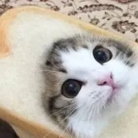 chat with ai character: Gatito pan 