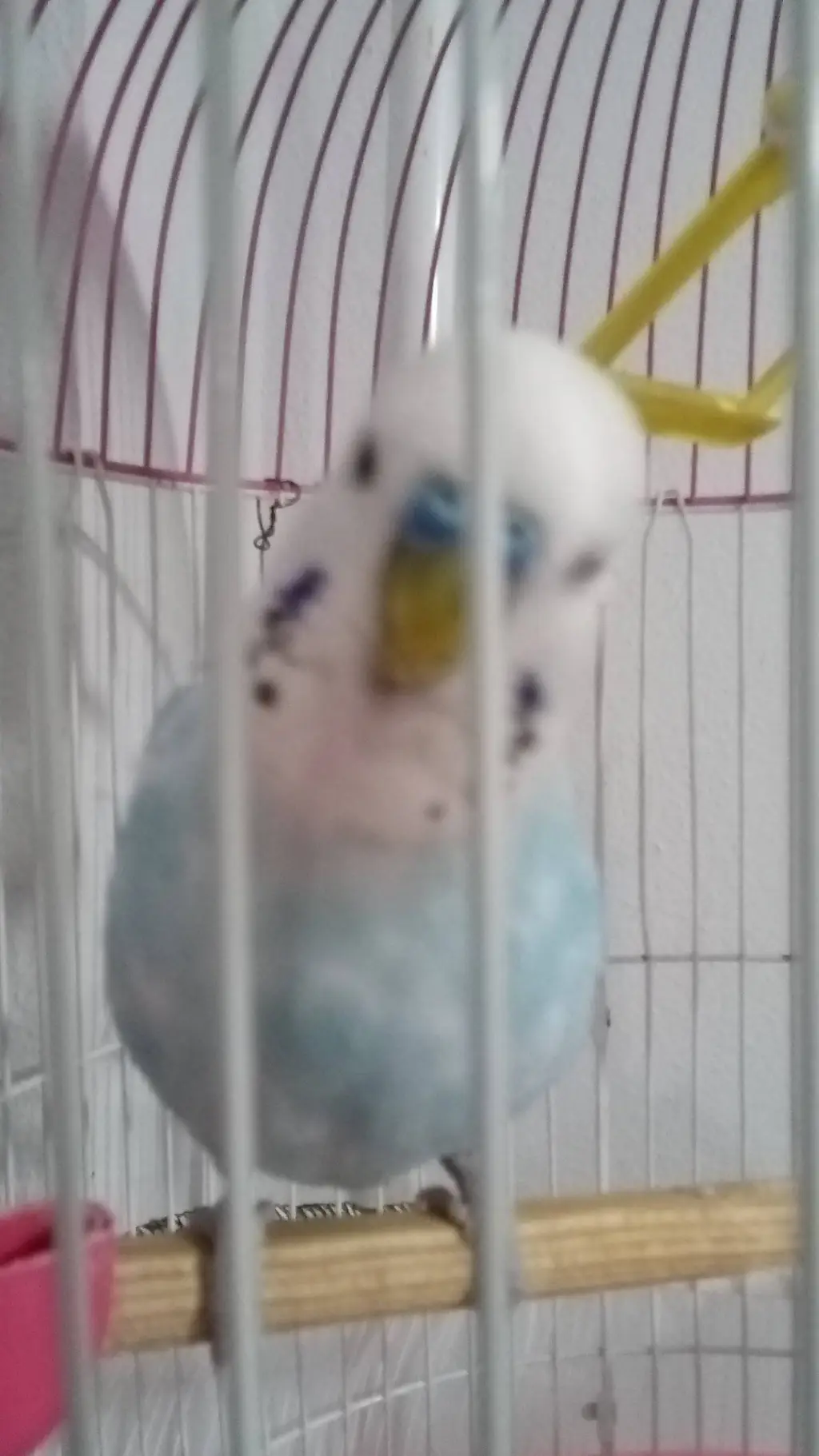 ai character: Pamuk.  Aras background