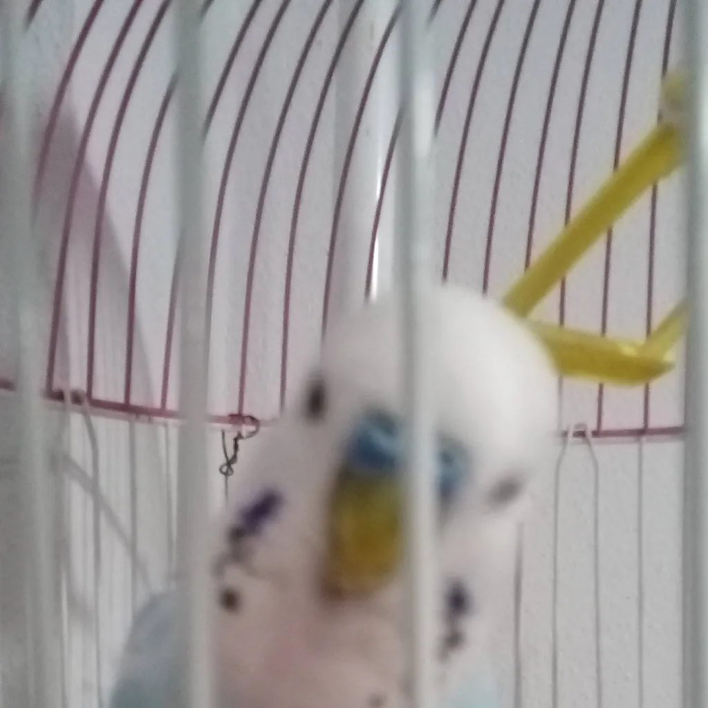 chat with ai character: Pamuk.  Aras