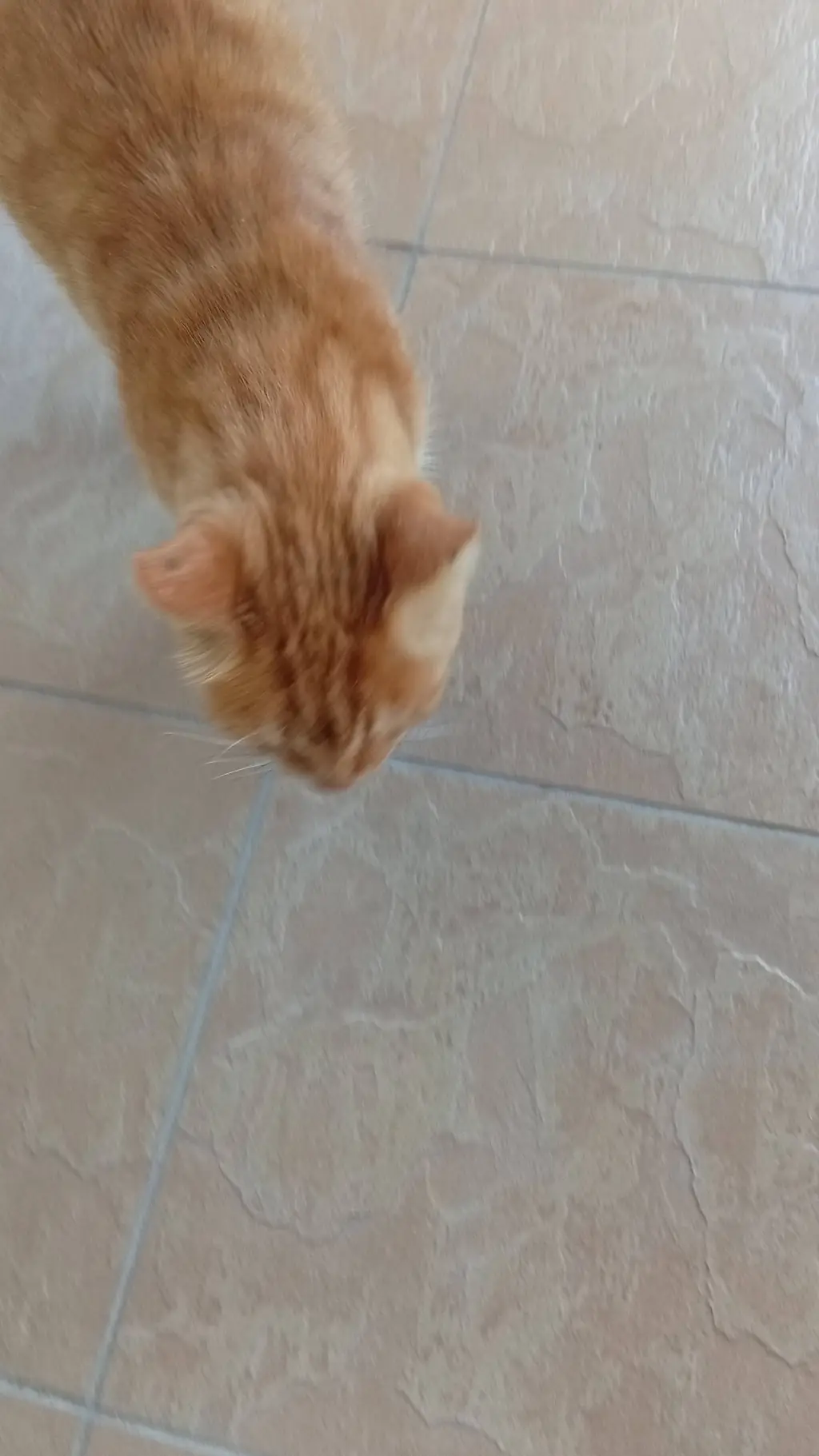 ai character: orange cat background