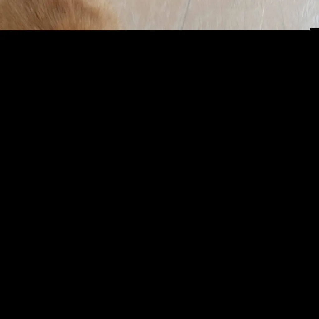 chat with ai character: orange cat