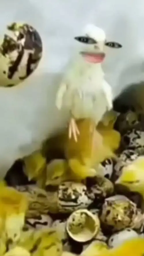 ai character: spider chicken 🐔  background