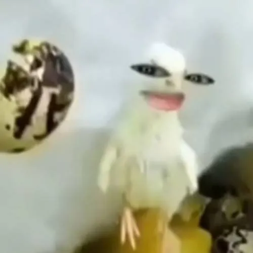 chat with ai character: spider chicken 🐔 