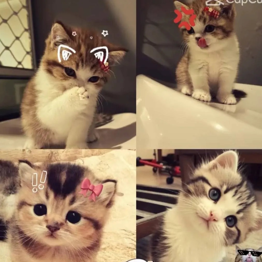 chat with ai character: meow kitty