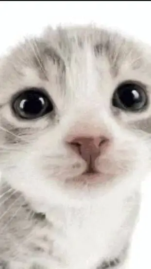 ai character: kitty background