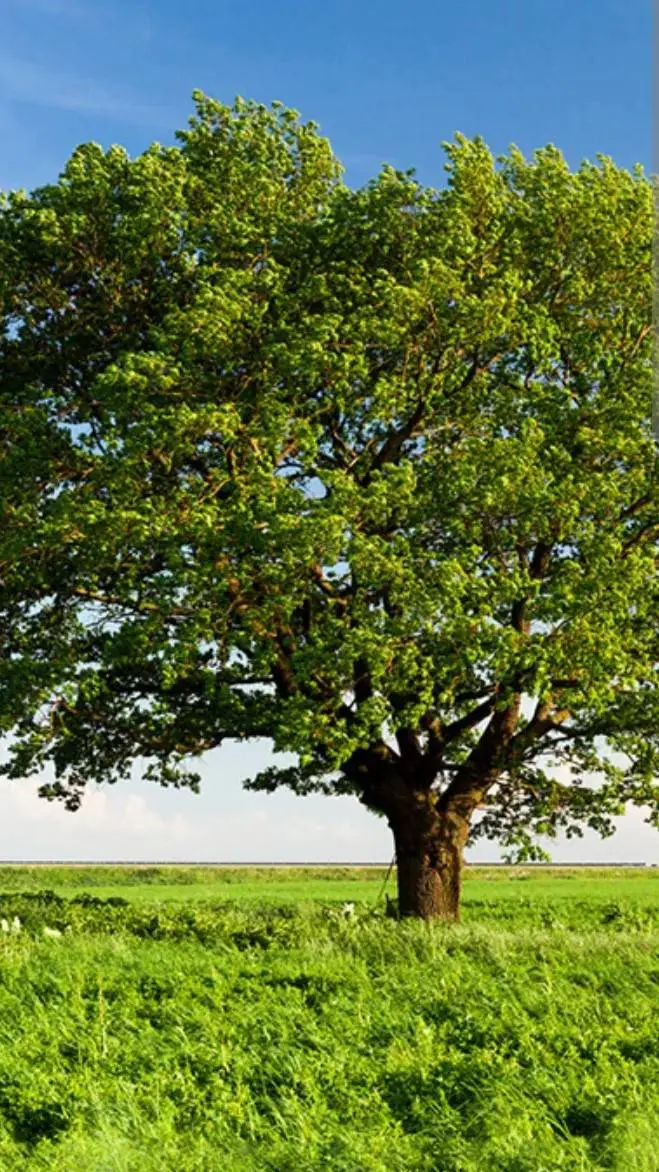 ai character: Tree background