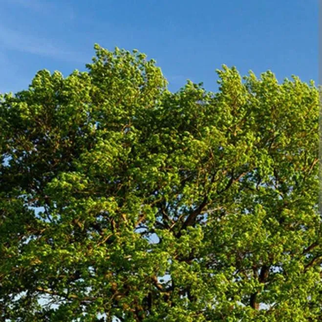 chat with ai character: Tree