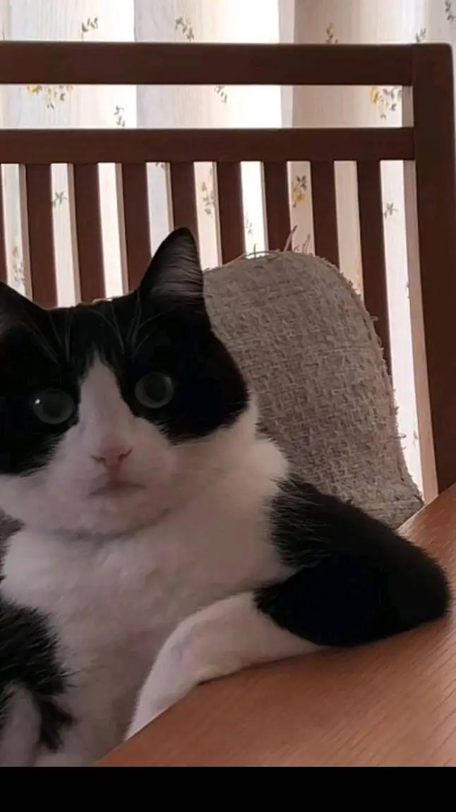 ai character: cat background