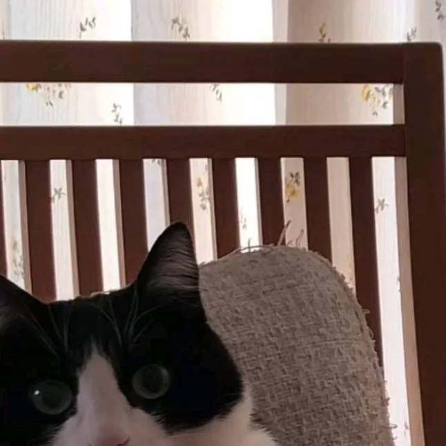 chat with ai character: cat