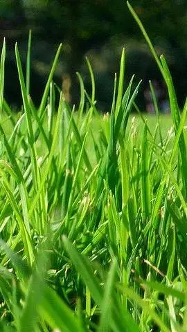 ai character: Grass background