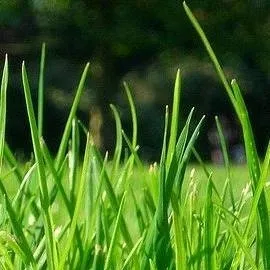 chat with ai character: Grass