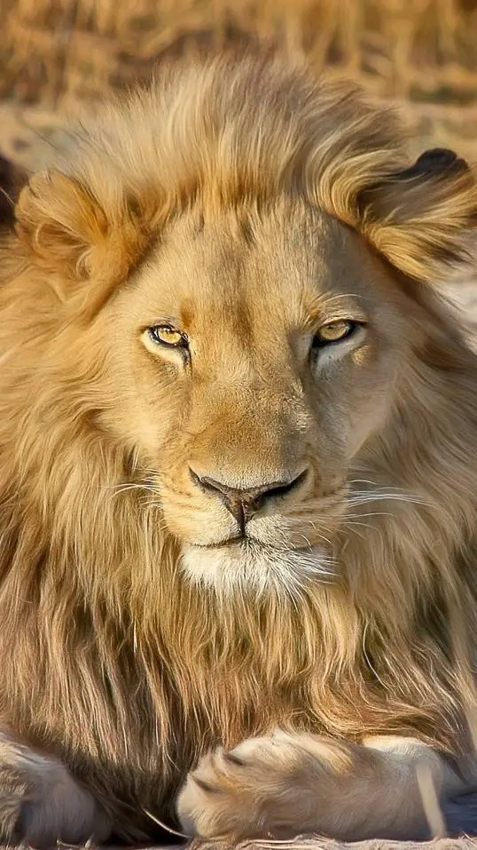 ai character: Your pet Lion Jake background