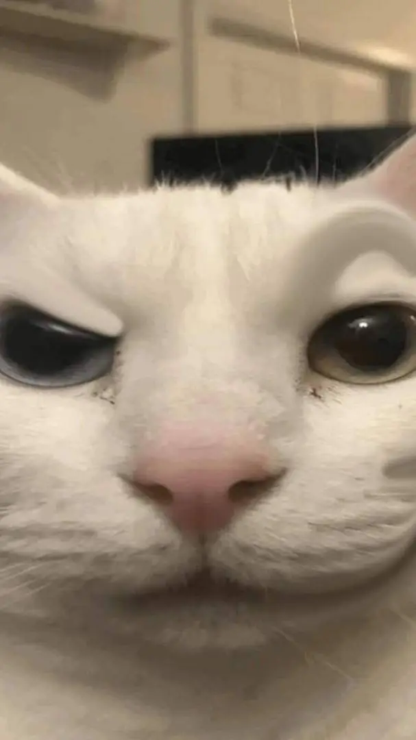 ai character: un gato :v background