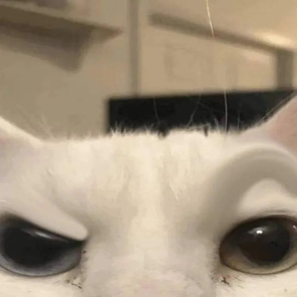 chat with ai character: un gato :v