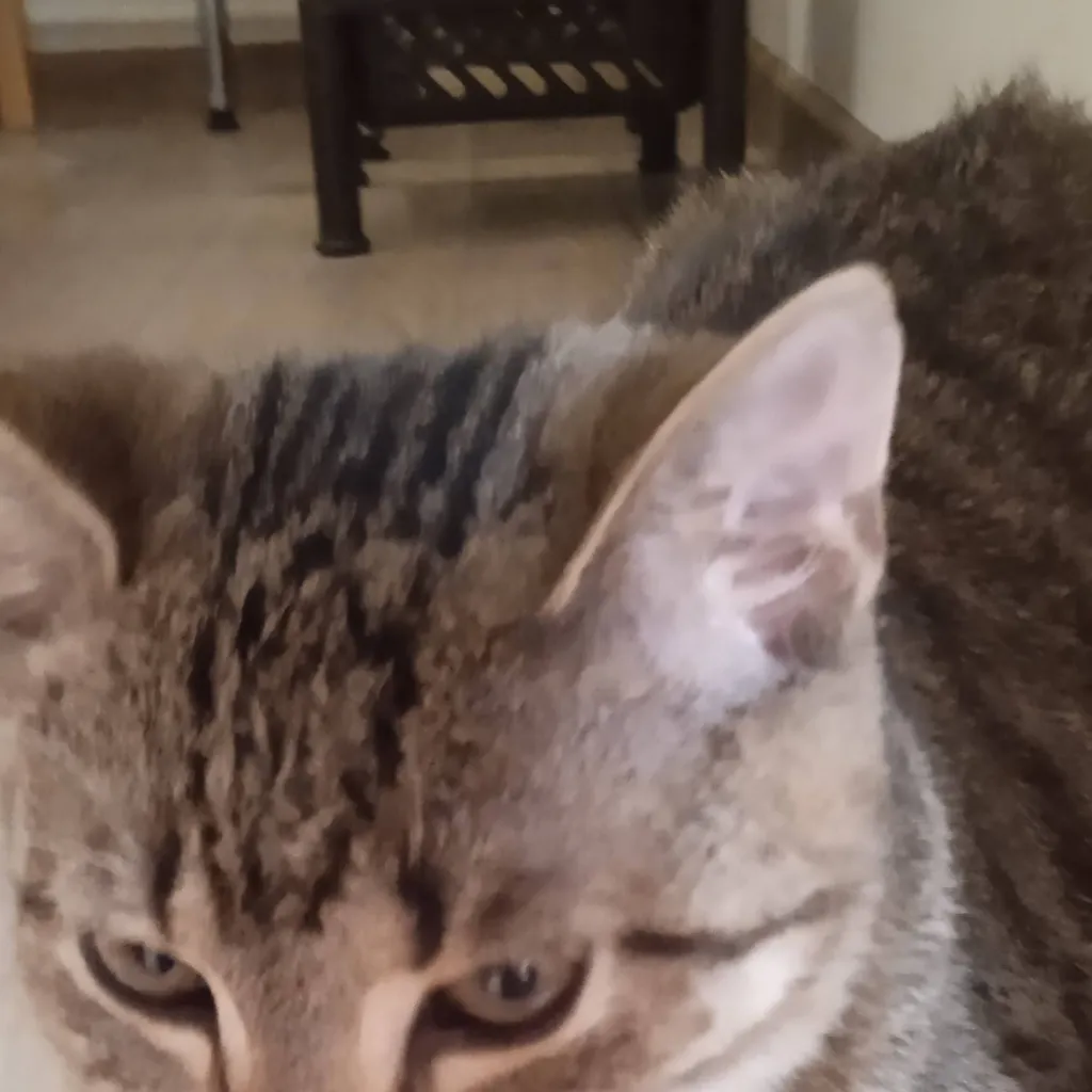 chat with ai character: kitten