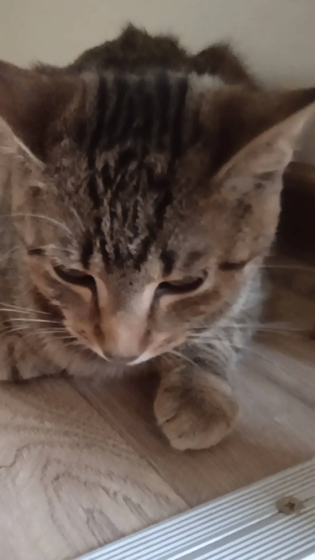 ai character: kitten background