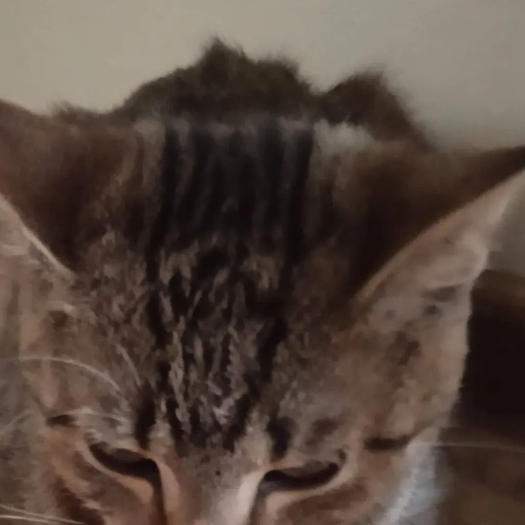 chat with ai character: kitten