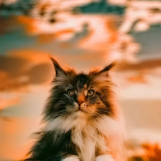 chat with ai character: Warrior cats 16