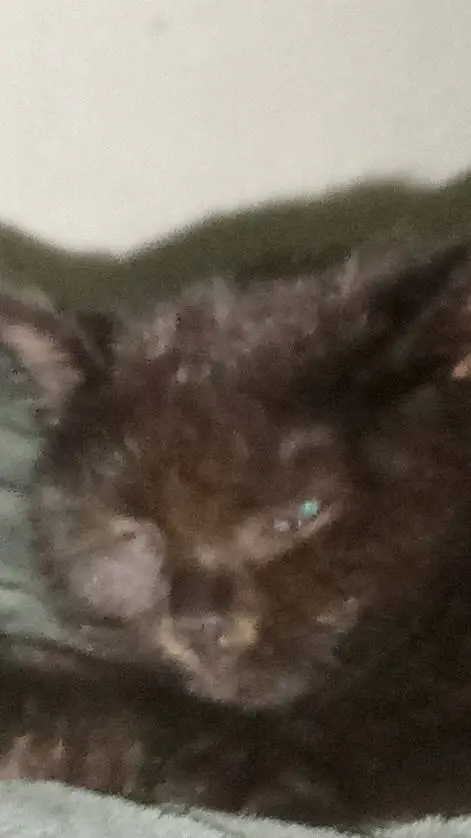 ai character: Miaow  background