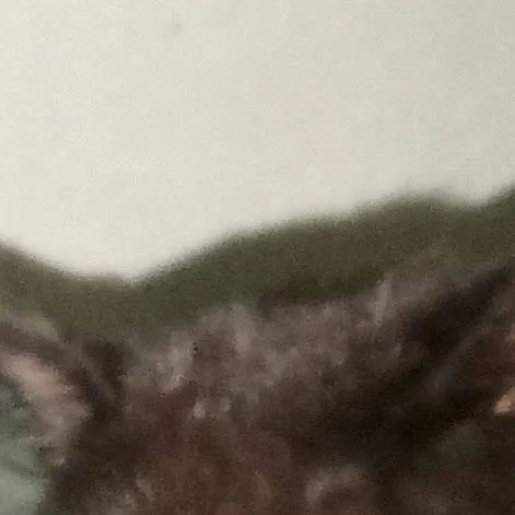 chat with ai character: Miaow 