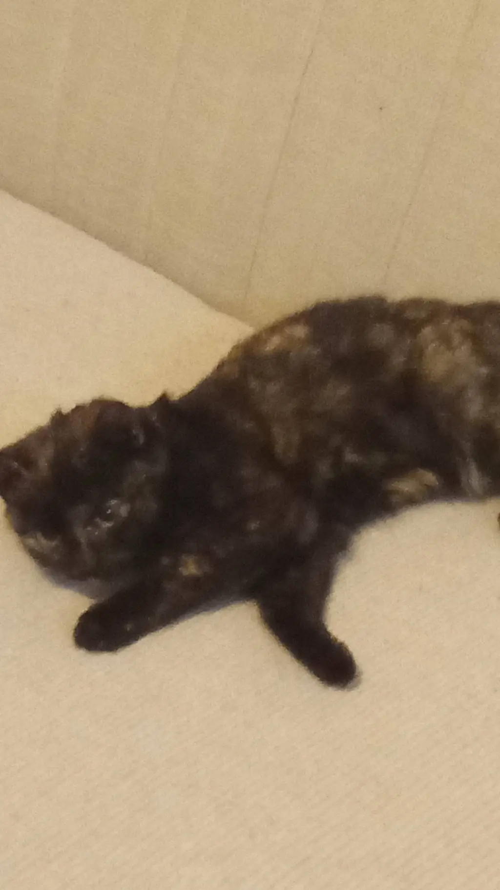 ai character: Miaow (Replaced) background