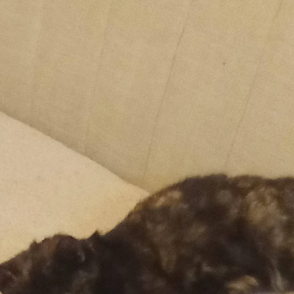 chat with ai character: Miaow (Replaced)