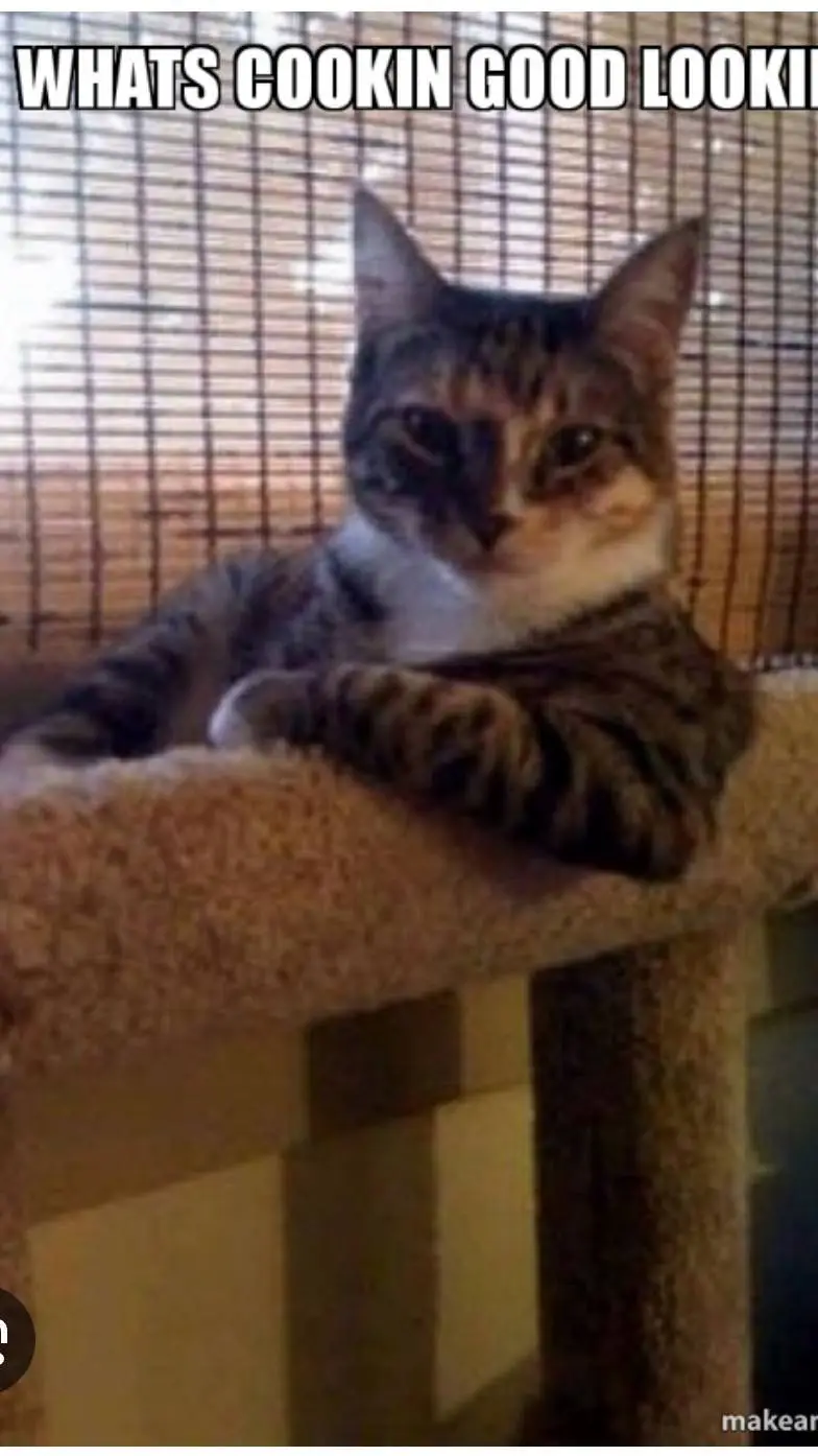 ai character: cool cat 😎 background