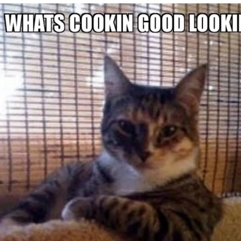 chat with ai character: cool cat 😎