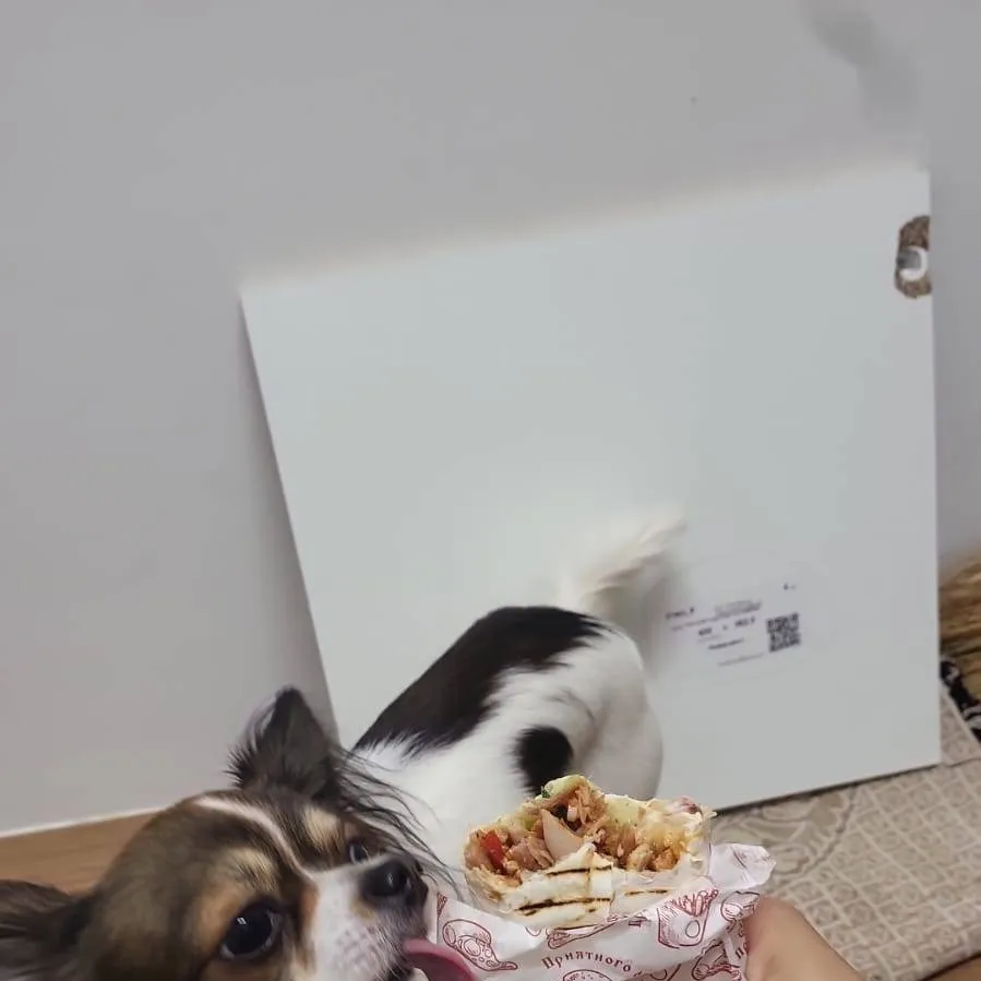 chat with ai character: Kate