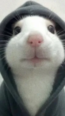 ai character: MY PET RAT!!!  background