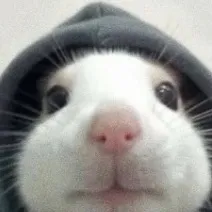 chat with ai character: MY PET RAT!!! 