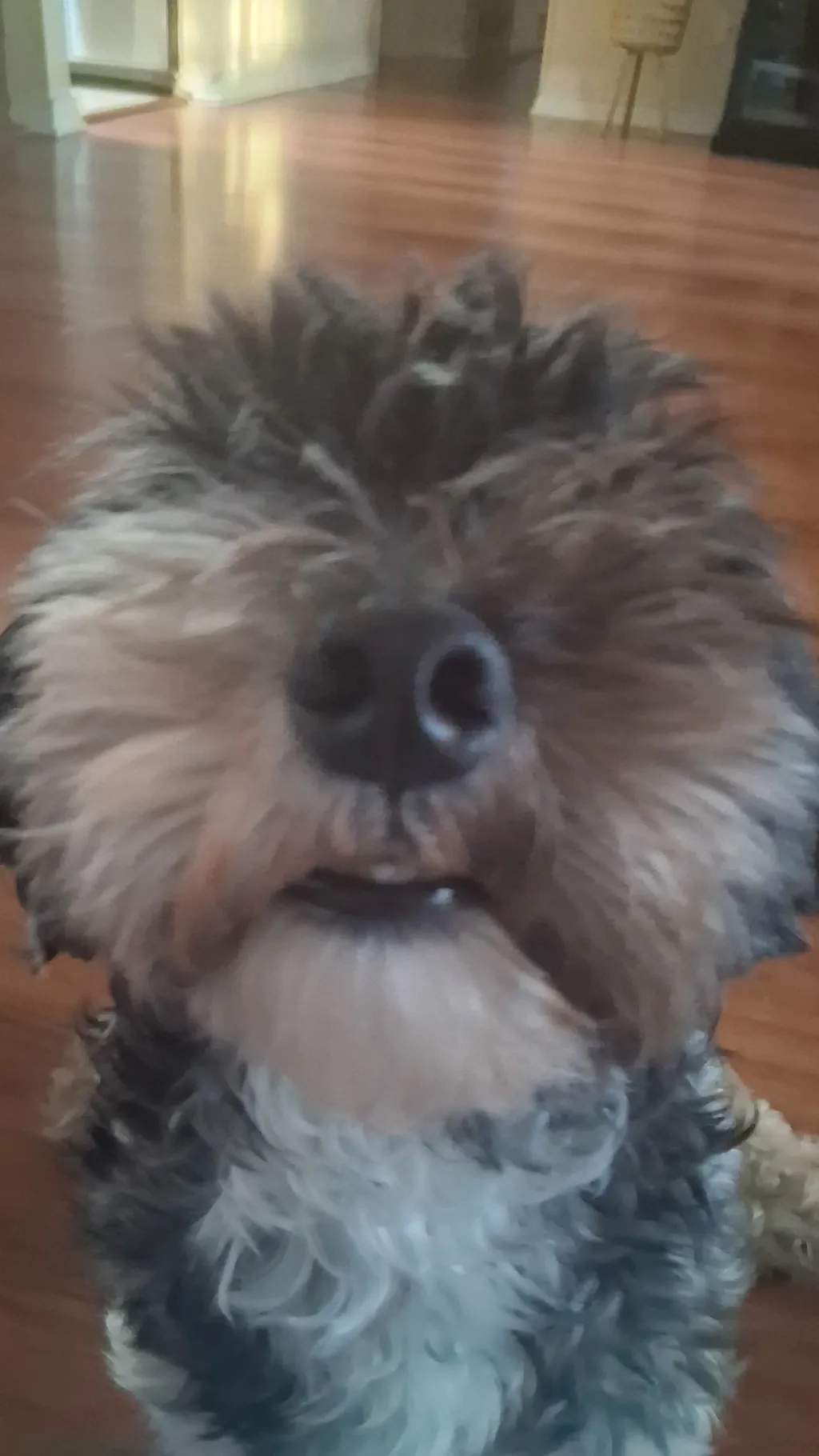 ai character: Oreo :D..  background