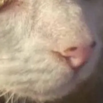 chat with ai character: HH infection