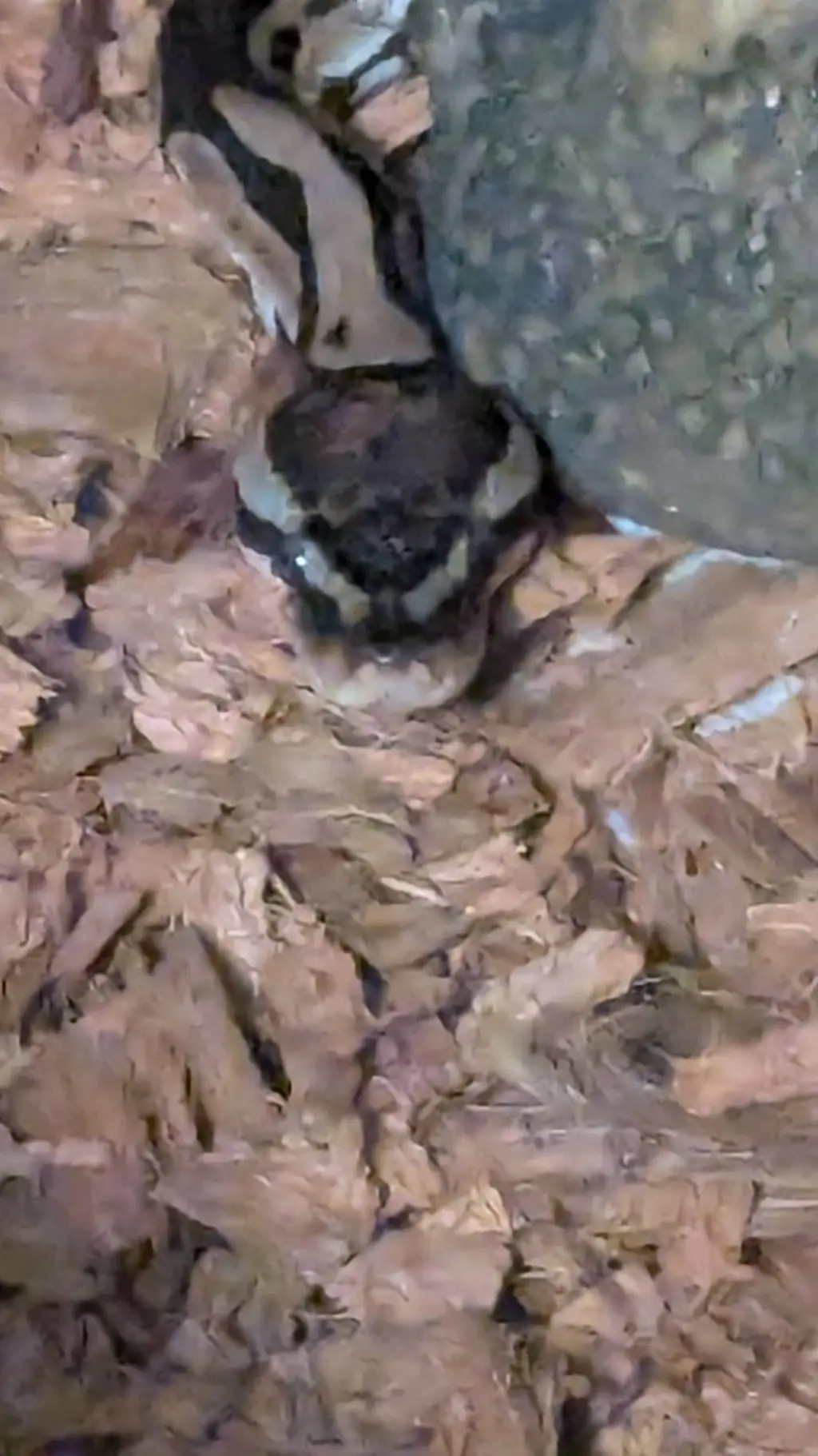 ai character: Banana the snake 🐍 background