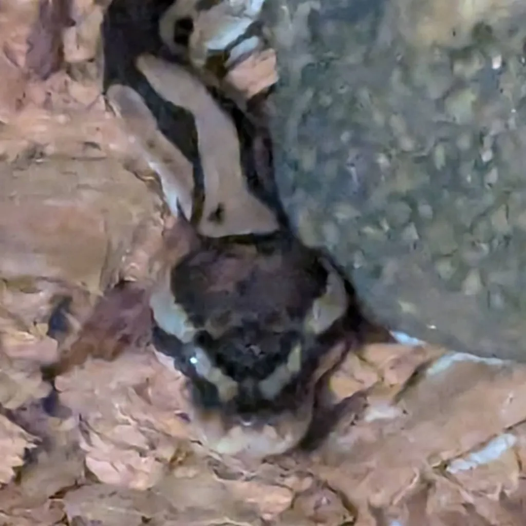 chat with ai character: Banana the snake 🐍