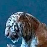 chat with ai character: tiger 