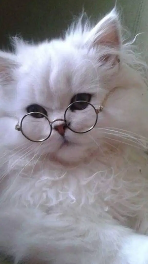 ai character: cat_the_white background