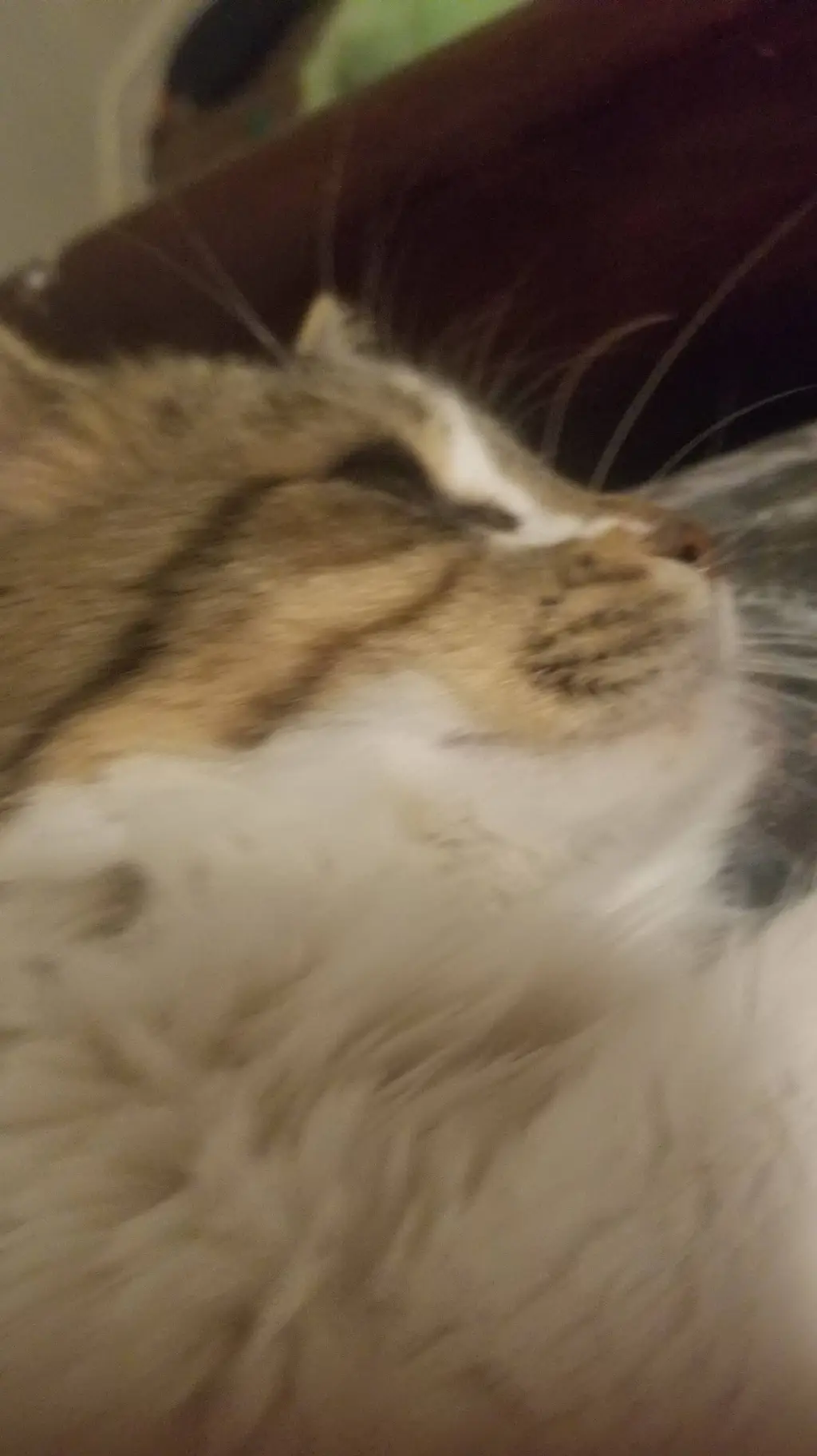 ai character: your best friend  background