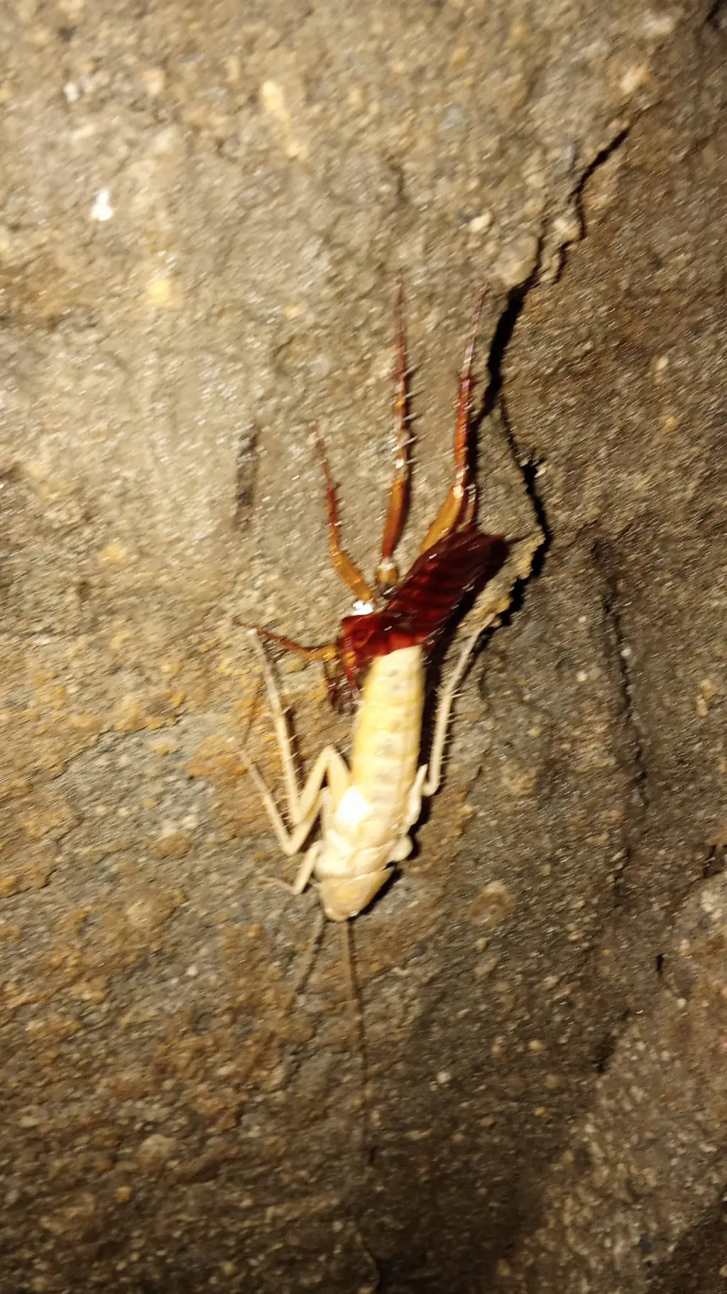 ai character: cockroach background