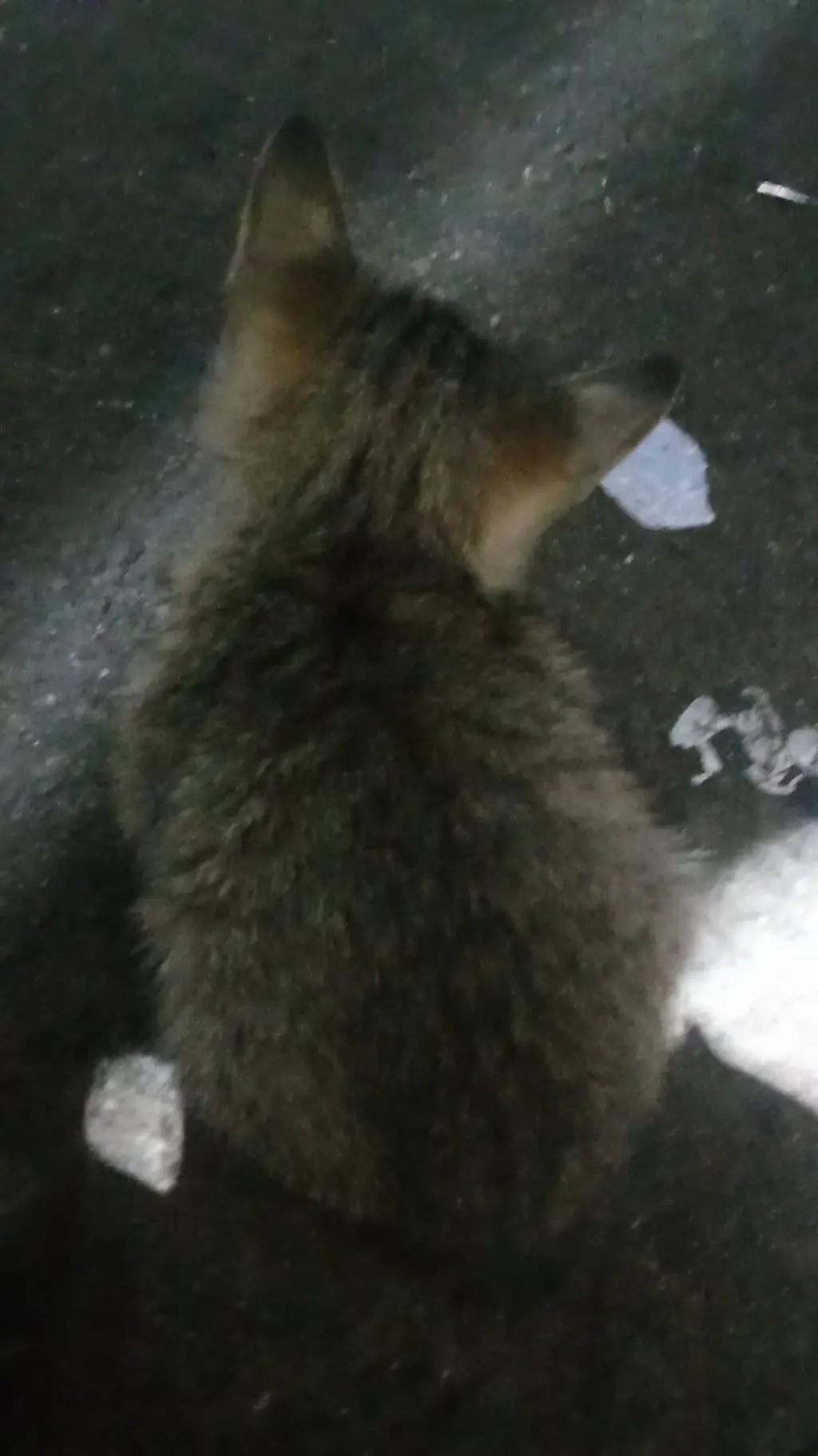 ai character: cat tiger pastaway background